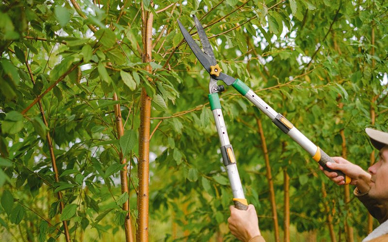 Tree trimming in Mapleton, MN